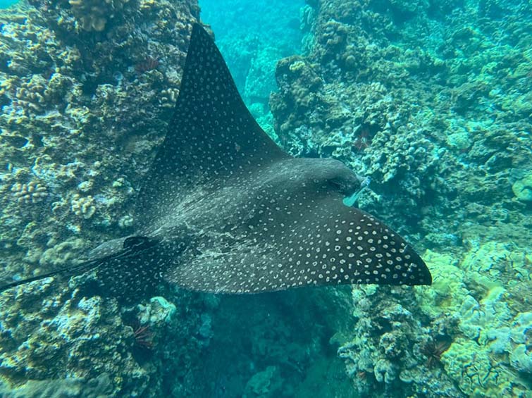 A spotted eagle ray gliding gracefully above a vibrant coral reef, showcasing its unique patterns and marine habitat.