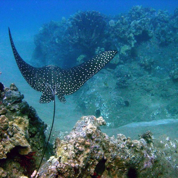 A spotted eagle ray gliding gracefully above a vibrant coral reef, showcasing marine habitat.