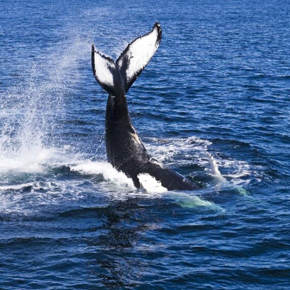 A humpback whale leaps out of Maui ocean, creating a stunning splash as it breaches surface in a display of grace.