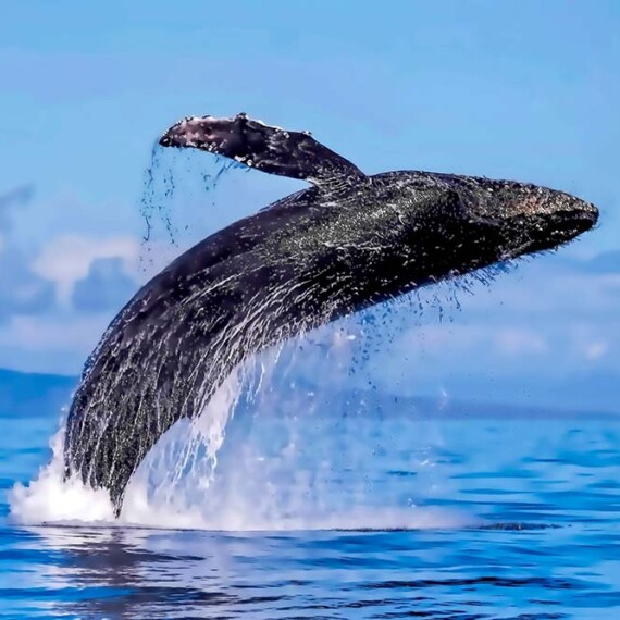 A humpback whale leaps from the ocean, showcasing its massive body and fins in a stunning display of nature.