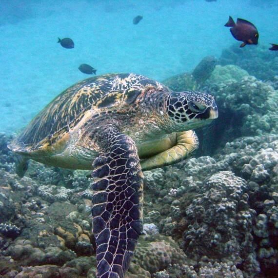 Makena Kayak & Snorkel Tour – Turtle Town Adventure