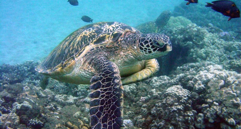 Makena Kayak & Snorkel Tour – Turtle Town Adventure