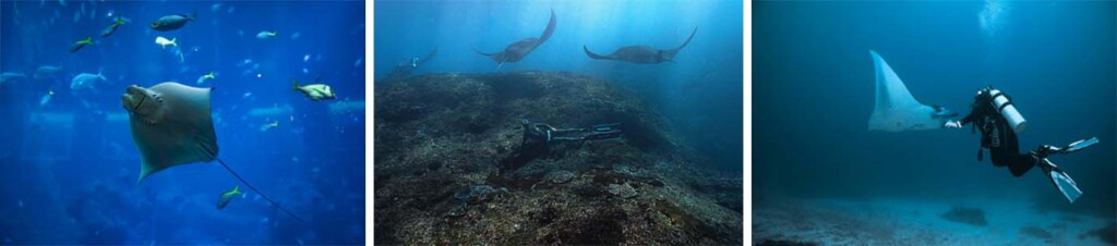 Three distinct pictures illustrating the beauty of underwater life, highlighting fish, corals, and other marine organisms.