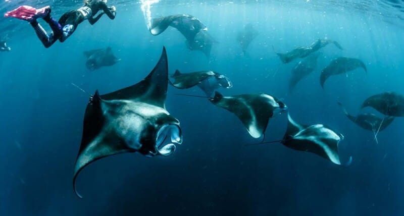 A group of manta rays gracefully swimming together in the clear blue ocean waters in Maui.