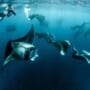 Best Places to Swim with Manta Rays in Maui: A 2026 Traveler’s Guide