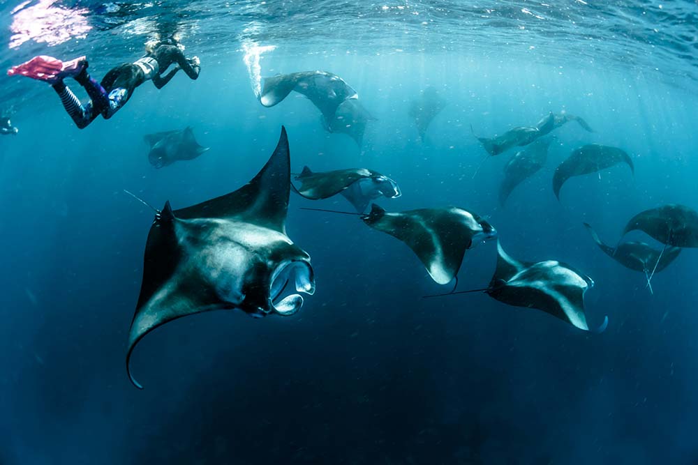 A group of manta rays gracefully swimming together in the clear blue ocean waters in Maui.