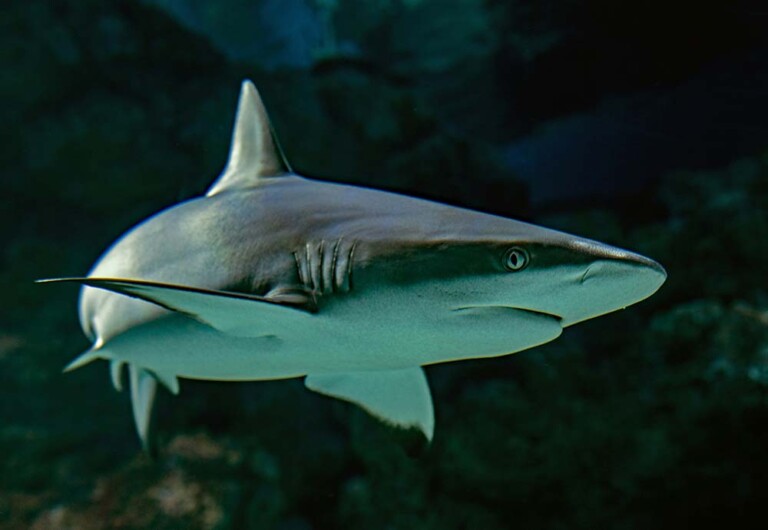 A shark swims gracefully in an aquarium, surrounded by Maui water and a large rock formation in the background.