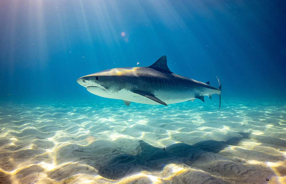 A tiger shark glides effortlessly in the Maui ocean, its sleek body and unique stripes visible against the water's surface.