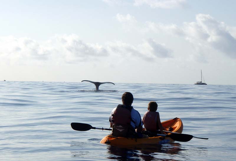 Kayakers enjoying the best time for whale watching in Maui with a humpback whale tail in the distance