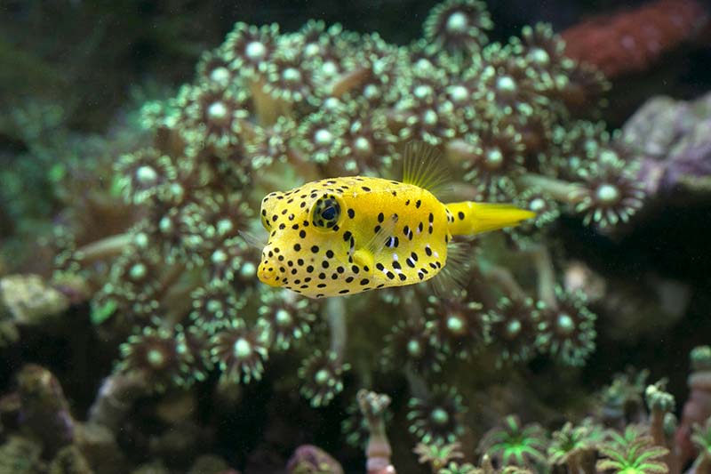 Boxfish-(Lauwiliwilinukunukuʻoiʻoi)
