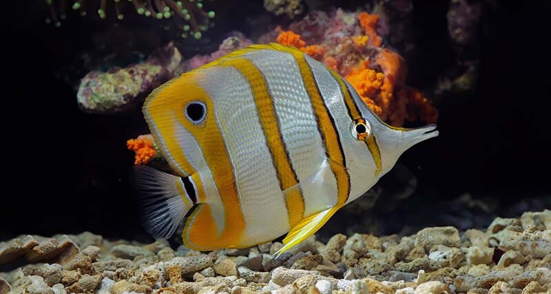 Butterflyfish