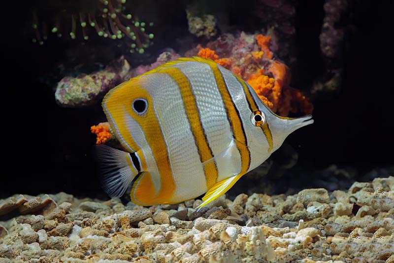 Butterflyfish