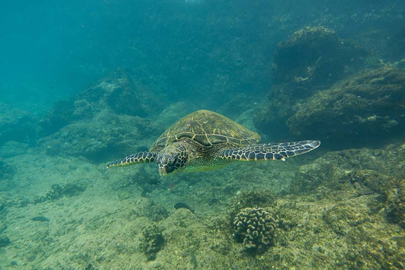 Green Sea Turtles of Maui swimming gracefully underwater near coral reefs.