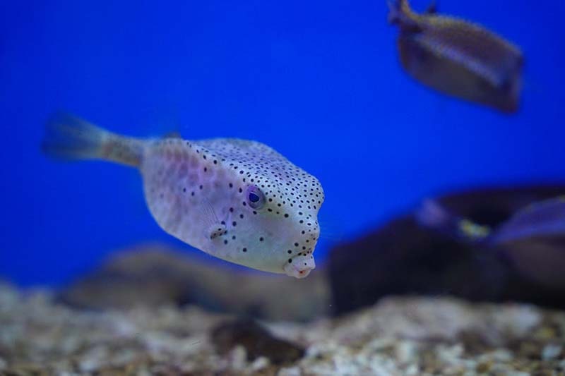 Hawaiian-Pufferfish