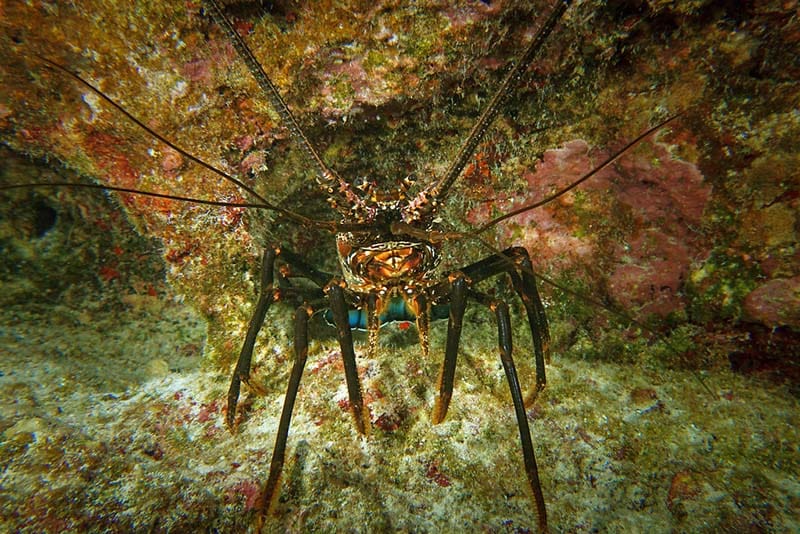 A Hawaiian Spiny Lobster positioned on the seabed among rocks, showcasing its natural habitat.