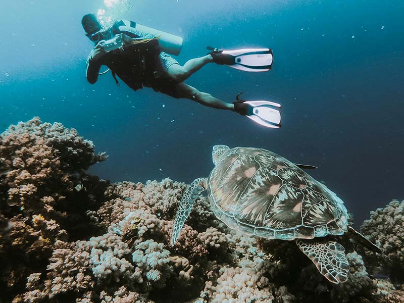 Hawksbill-Turtle