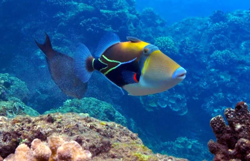 Humuhumunukun-ukuāpuaʻa-(Reef-Triggerfish)
