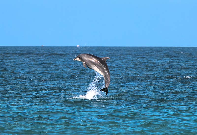 Spinner-Dolphins