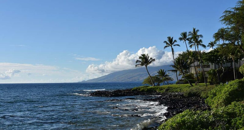 A scenic view of the ocean framed by palm trees, seen from a hillside overlooking the tranquil waters below.