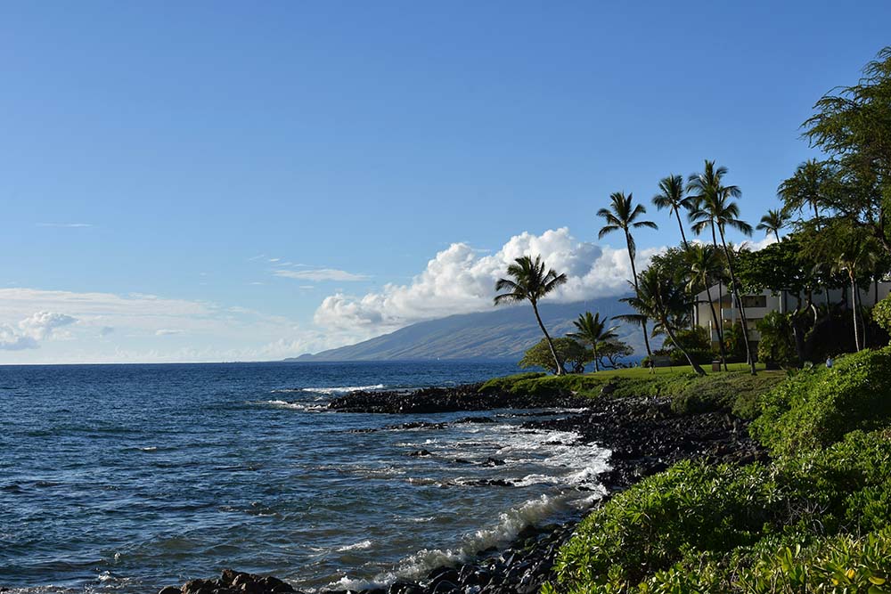 A scenic view of the ocean framed by palm trees, seen from a hillside overlooking the tranquil waters below.