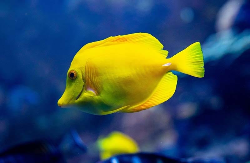 Yellow-Tang