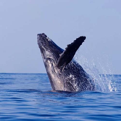 south Maiu Whale Watching Tours